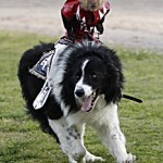 monkeydog monkeydog