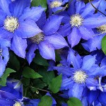 climatis climatis