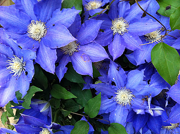 climatis