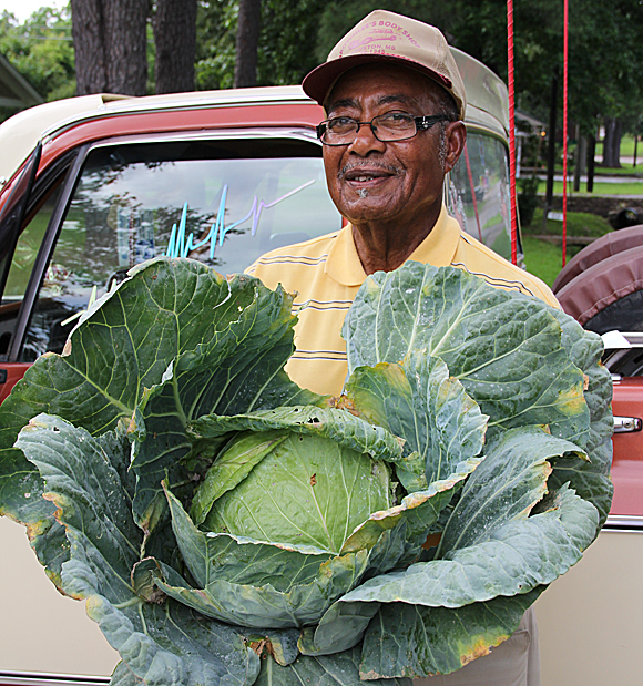 Cabbage