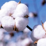 cotton cotton