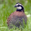 Bobwhite on lawn in Southold, NY Bobwhite on lawn in Southold, NY