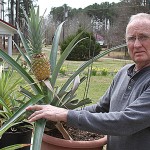 joe massey pineapple joe massey pineapple