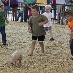 pig00 pig00