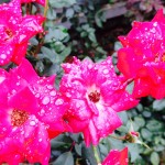 rose rose
