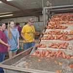 20150108_sweetpotato 20150108_sweetpotato
