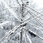 snow power lines snow power lines